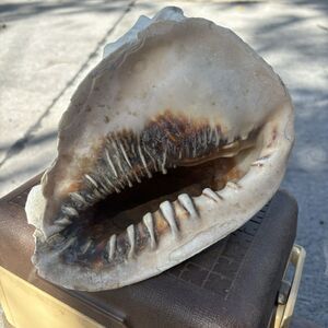 Large Horned Queens Helmet Conch Sea Shell 8"x6” Nautical Beach Aquarium